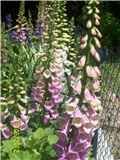 Digitalis